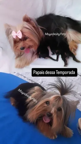 YORKSHIRE TERRIER BABYS 