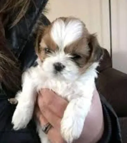 Lhasa Apso Filhotes Prontos Para Serem Entregues. 