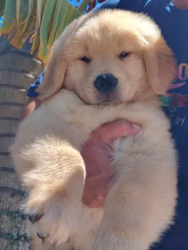 Lindos Golden Retriever disponível para reserva 