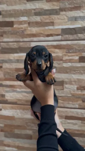 basset dachshund fêmeas 