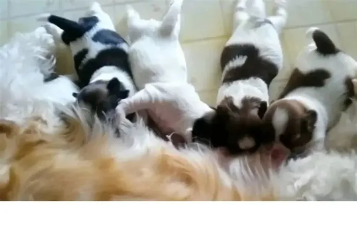POODLE X MALTES Perfeitos para quem tem rotina corrida. chama 9 9751.6491