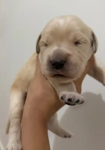 Filhotes Golden Retriever