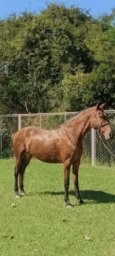 Oportunidade, Égua Mangalarga Marchador, registrada.