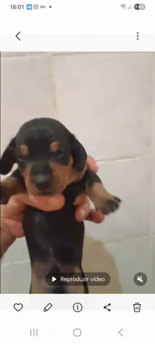 Filhotes mine salsichinha