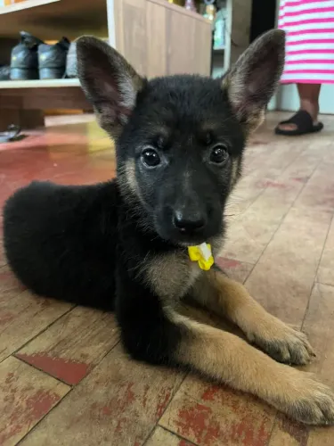 Filhotes pastor alemão vacinados puro sangue 