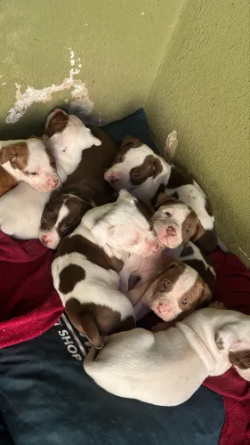 Filhotes Pitbull Puros!
