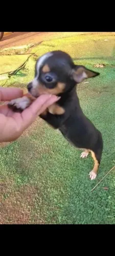 Vendo pincher fêmea 0