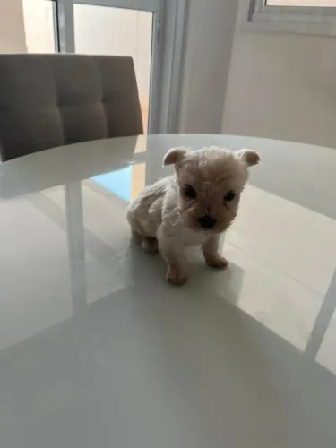 maltês