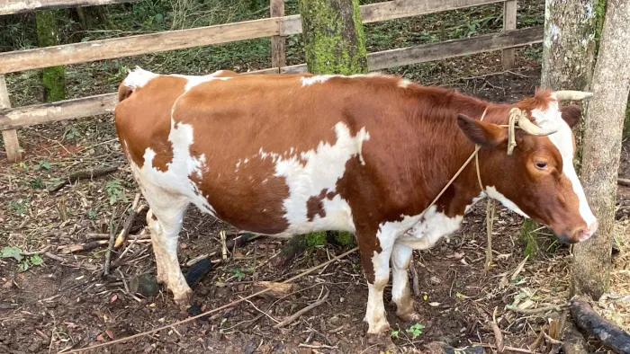 Vaca pra leite manda de corda tenho 2 enceminada