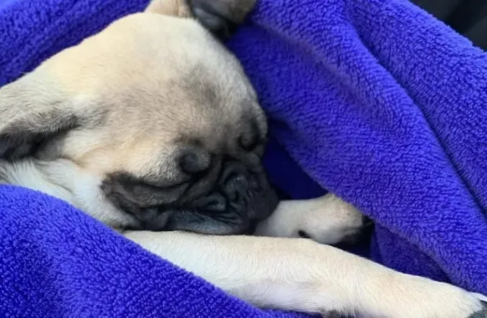 Filhotes de Pug | Carinho sempre disponível.