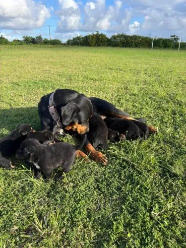 Filhotes de rottweiler