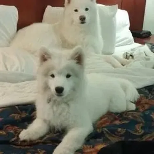 Samoyeda,Samoyeda Filhote Saudável Excelente Companhia