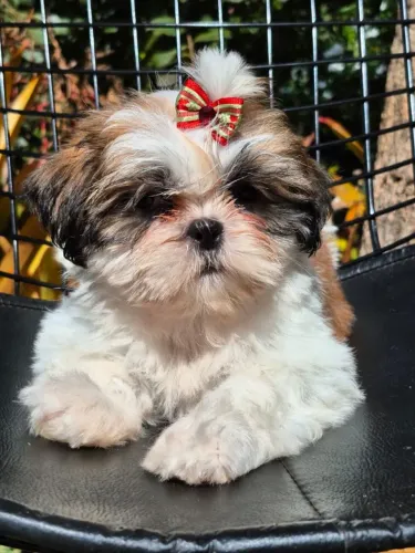 Lindos filhotes de Shih Tzu, nascidos em 11/04/2026