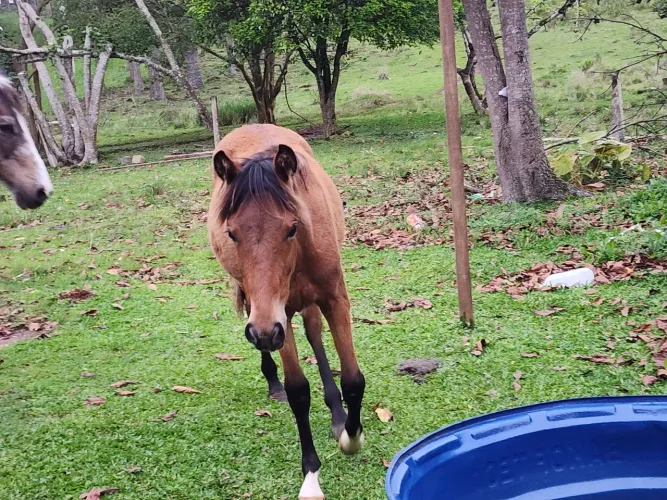 Vendo eguinha na faixa de 10 meses.