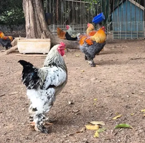 Pintinhos de Brahma e Garnize
