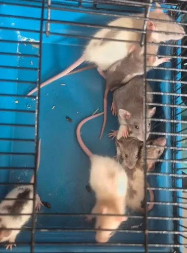 Rato twister femea aproximadamente 1 mes