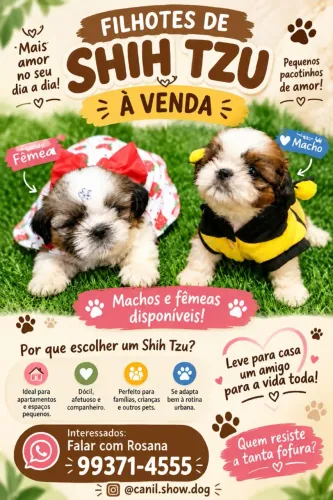 Shihtzu 