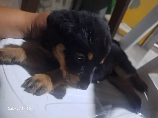 Filhotes de Shepweiler e uma mistura rottweiler e pastor Alemão