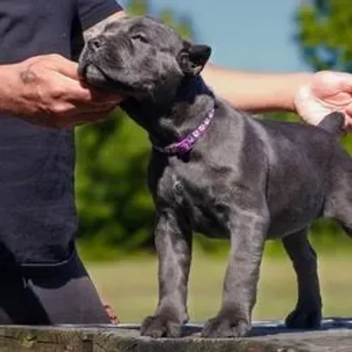 Cane Corso,Cane Corso Filhote Pronto Para Novo Lar