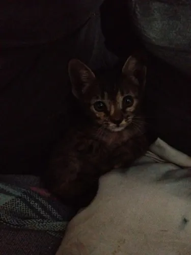 Gatinha para a adoção