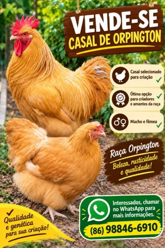 Casal de orpington amarelo