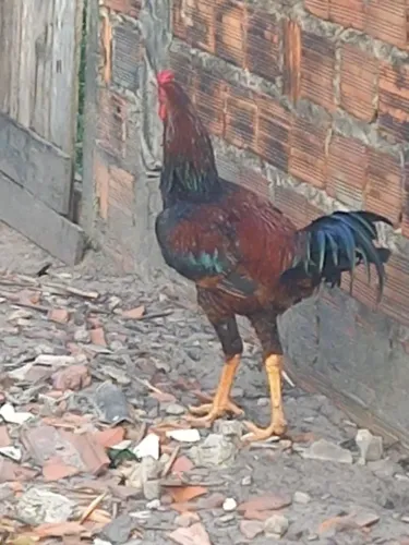 Galo mestico