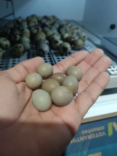 Ovos férteis de codorna chinesa