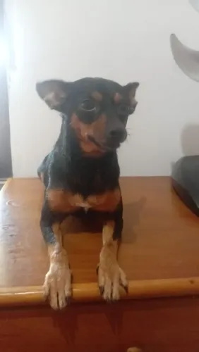 Procuro namorado pinischer macho  para cruzamento 