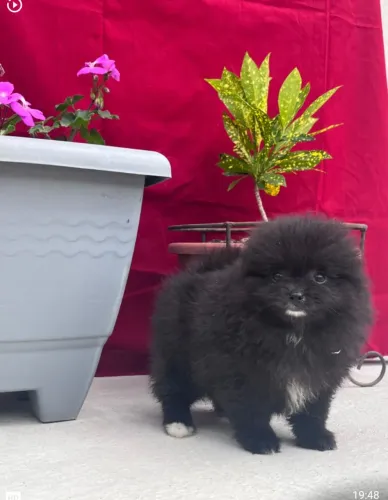 Spitz alemão anão fêmea