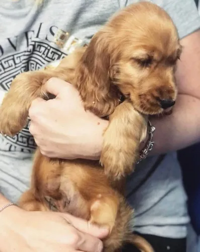 Cocker Spaniel Inglês Presença que transforma pequenos instantes