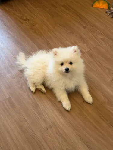 Spitz Alemão Fêmea