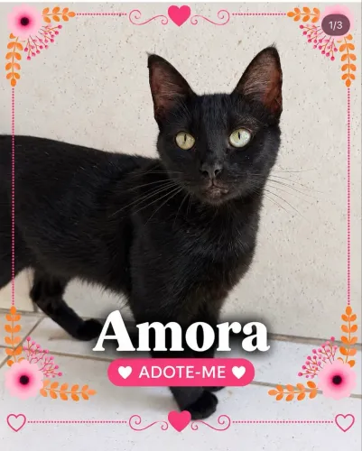 Gata para adoção 