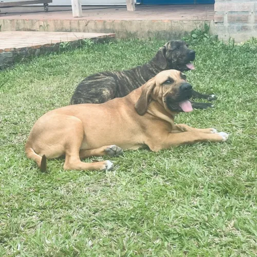 Filhotes Fila Brasileiro