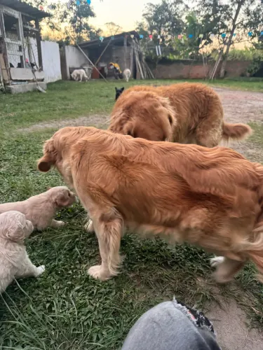 Filhotes de Golden 