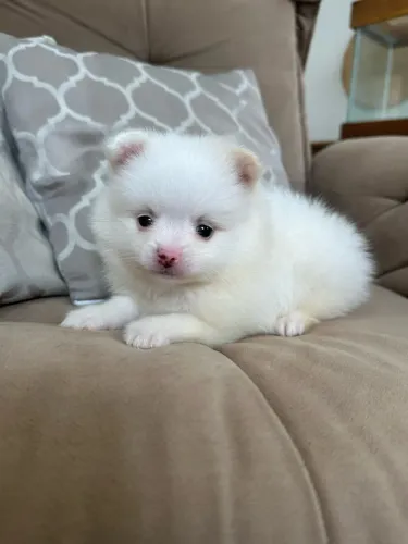 Spitz Alemão Anão Lulu macho branco