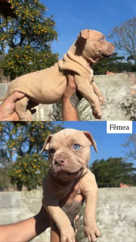 Filhotes Pitmonster