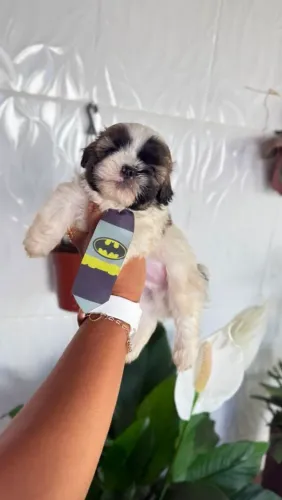 Lhasa apso