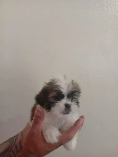 Shihtzu fêmeas