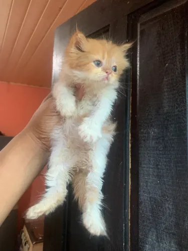 Gato persa macho