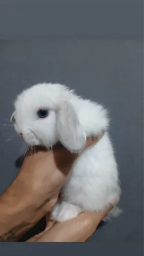 Coelho mini Lop uruguaio
