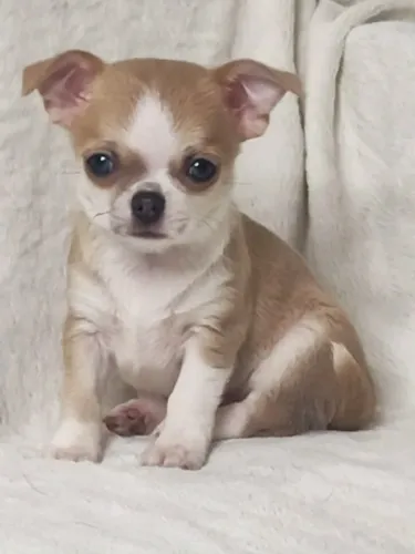 Chihuahua encantador que transforma qualquer ambiente
