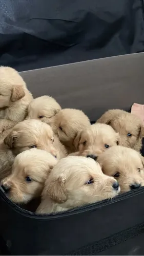 Filhotes de Golden 