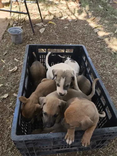 Cachorros para doação