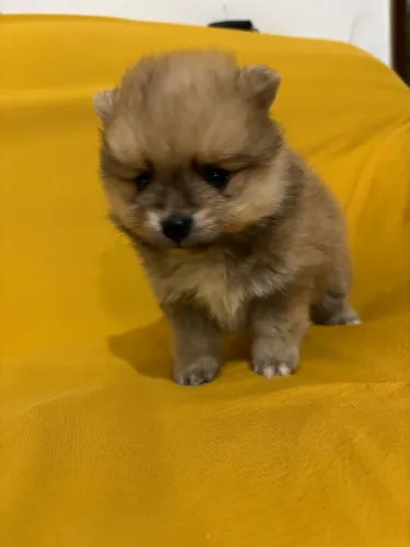 Spitz alemão fêmea