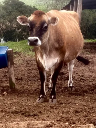 Vaca Jersey P.O Inseminada de Touro Jersey P.O sexada de fêmea