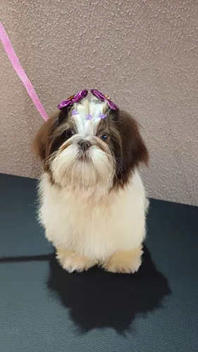 Shihtzu Micro Alto Padrão 