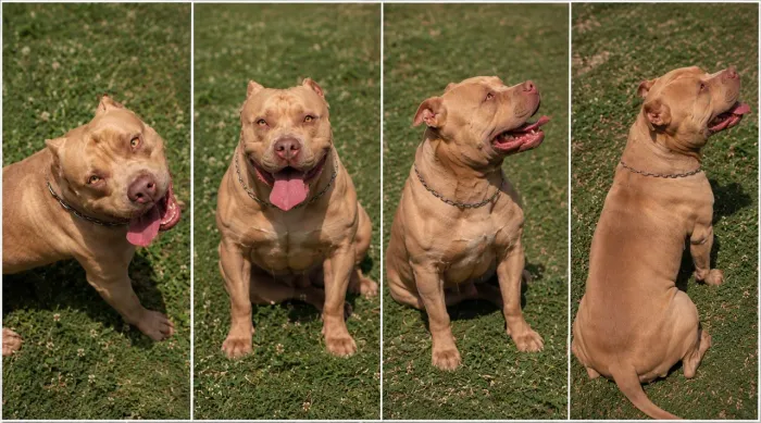 Cachorro