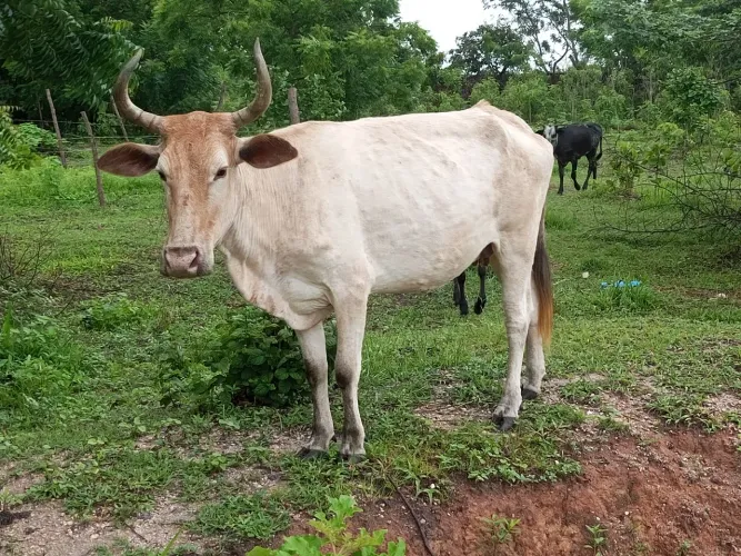 Vaca coberta de touro bom