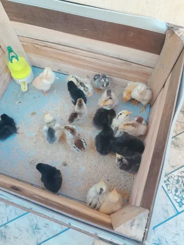 Vendo pintinhos caipira
