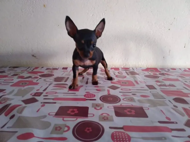 Pinscher pequeninos machinho e fêmea miniaturas